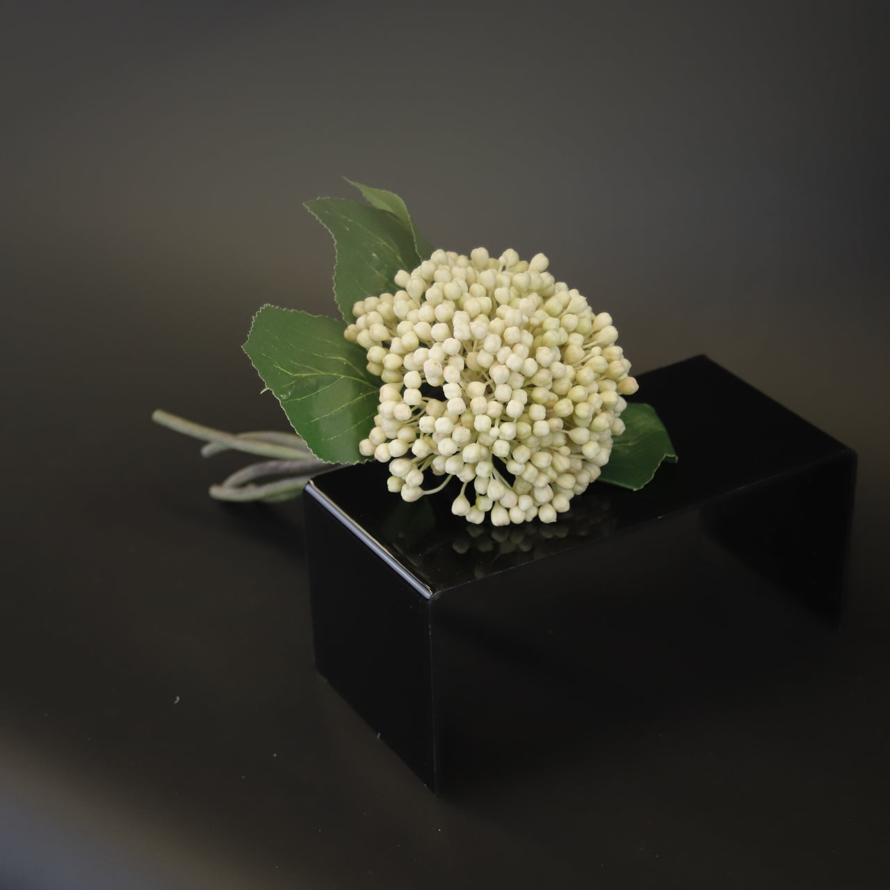 HCFL9676 - White Elderberry Bq
