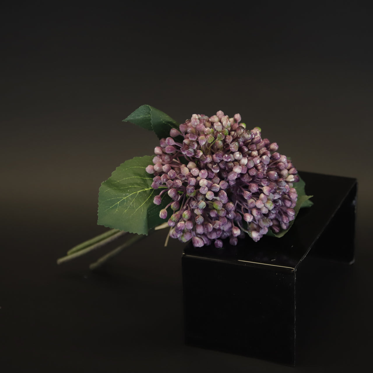 HCFL9677 - Purple Elderberry Bq