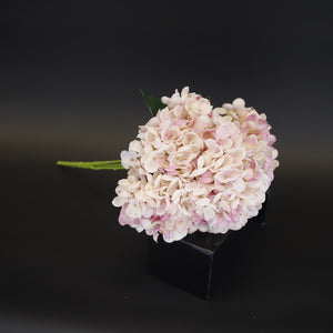 HCFL9696 - Soft Pink Lacecap Hydrangea Bq