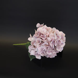 HCFL9713 - Fancy Mixed Mauve Hydrangea Bq