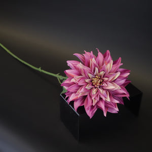 HCFL9716 - LS Fuschia Garden Dahlia
