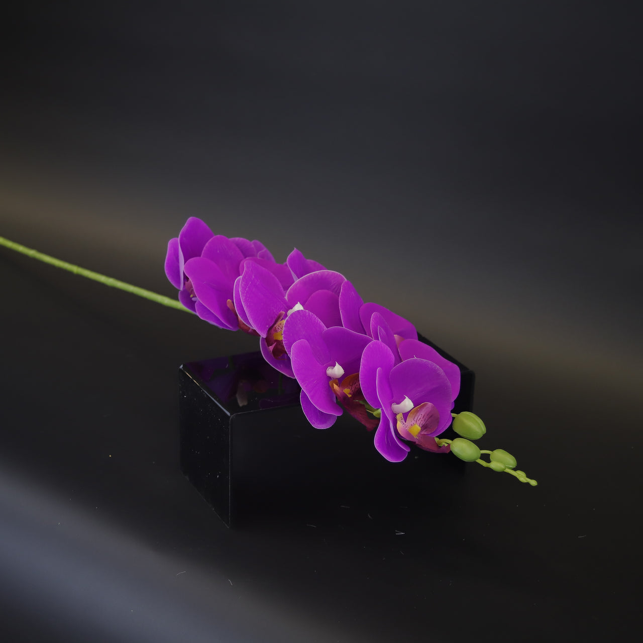 HCFL9719 - LS Classic Purple Moon Orchid