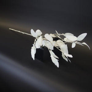 HCFL9720 - Trailing Lt Green Silver Birch