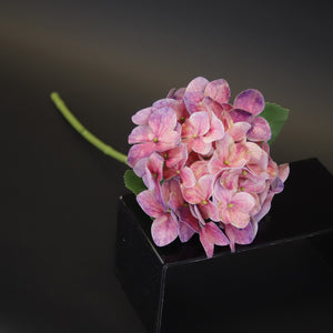 HCFL9728 - LS Rose Lacecap Hydrangea