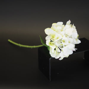 HCFL9729 - LS Cream Lacecap Hydrangea