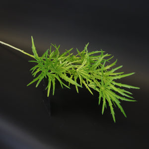 HCFL9733 - LS Green Maiden Grass