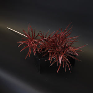 HCFL9735 - LS Burgundy Maiden Grass
