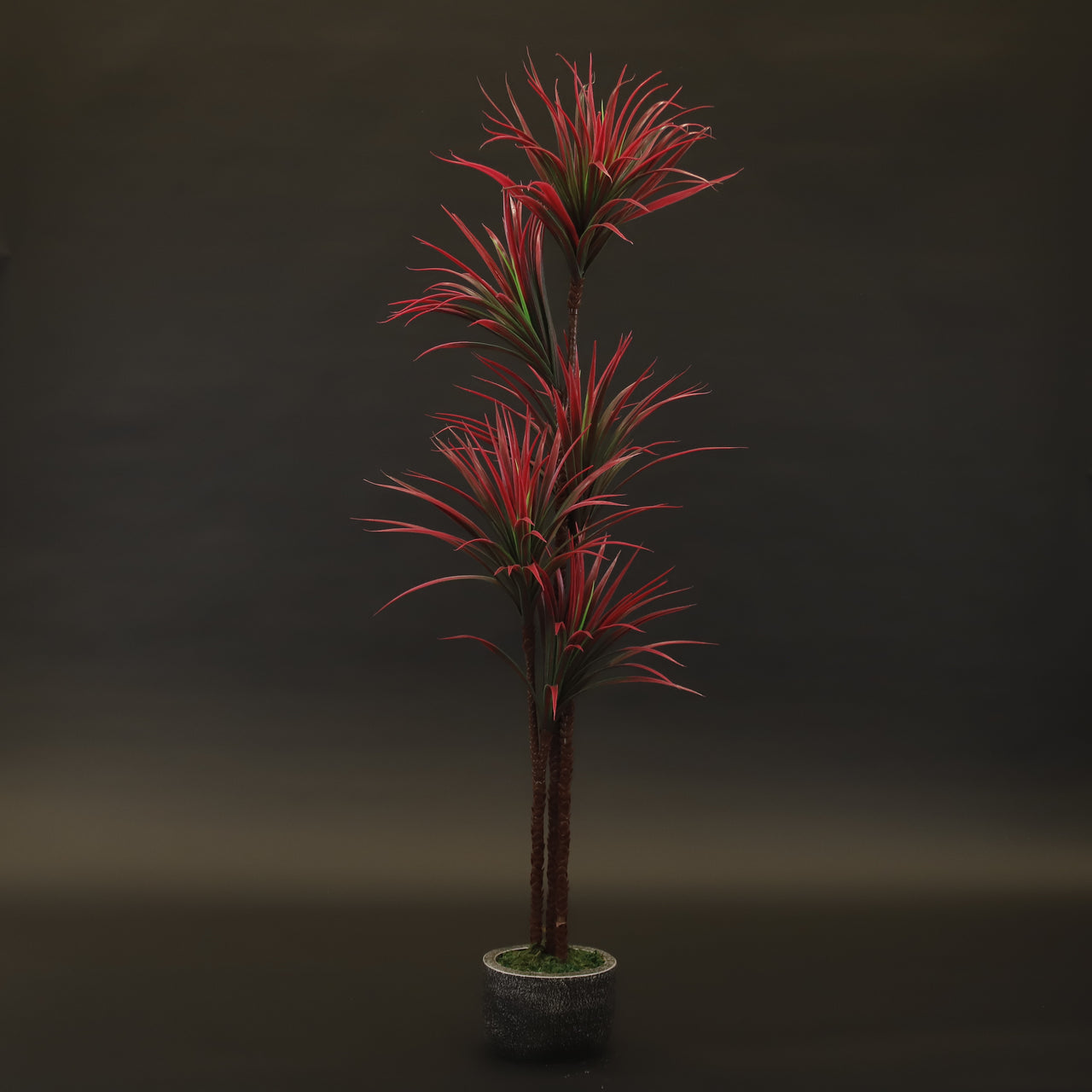 HCFL9778 - Fuschia Dracaena Kiwi Tree