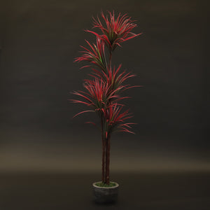 HCFL9778 - Fuschia Dracaena Kiwi Tree