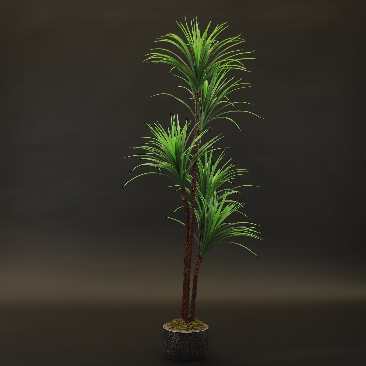 HCFL9779 - Green Dracaena Kiwi Tree