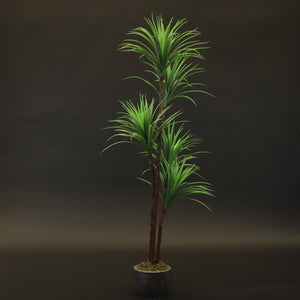 HCFL9779 - Green Dracaena Kiwi Tree