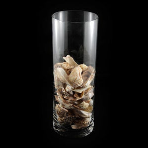 HCHD4469 - Seashells - Fighting Conch