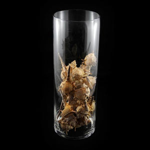 HCHD4470 - Seashells - Spider Conch